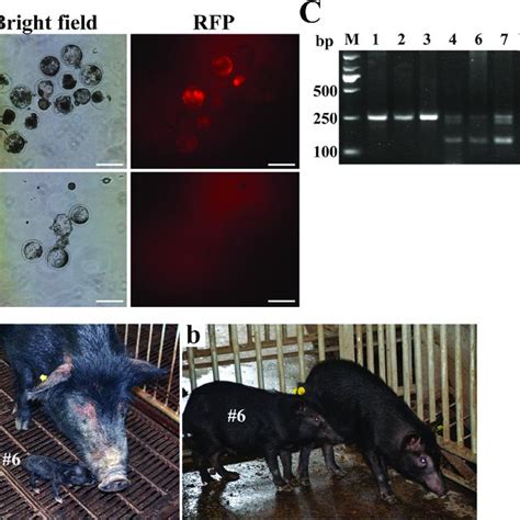 generation of cloned transgenic pigs rich in omega-3 fatty acids|cloned transgenic pig foods.